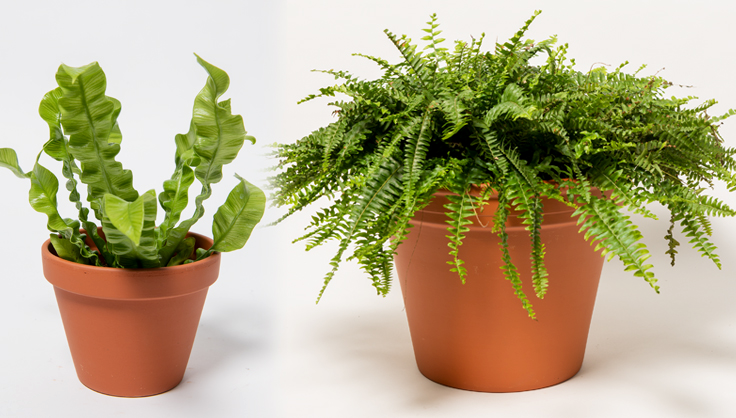 Two different ferns potted in terra cotta pots