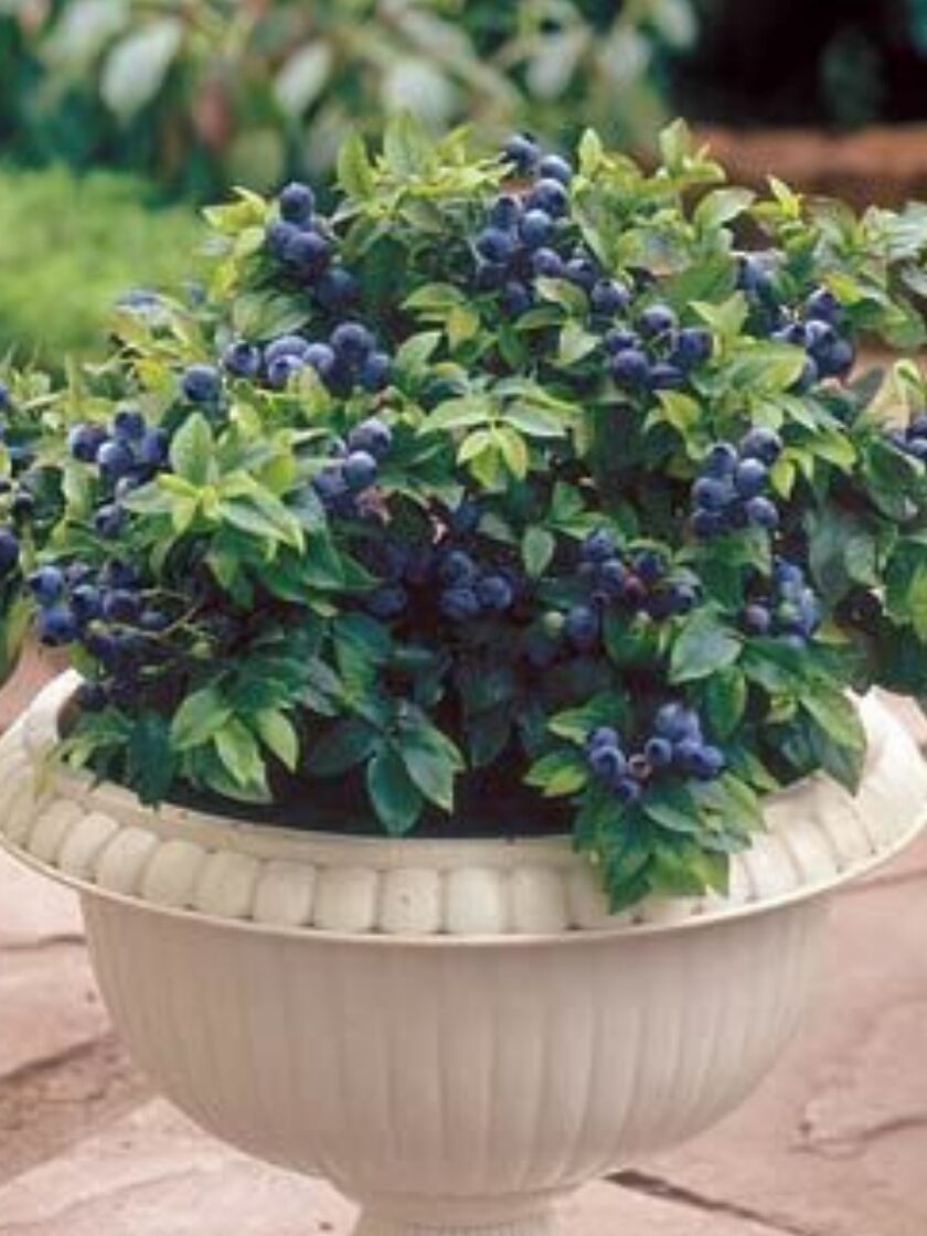 Bower & Branch® Top Hat Blueberry Potted Gardener's Supply