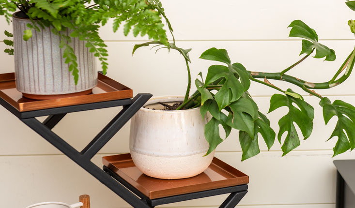 Houseplants in white pots on copper Crisscross Plant Stand against wall