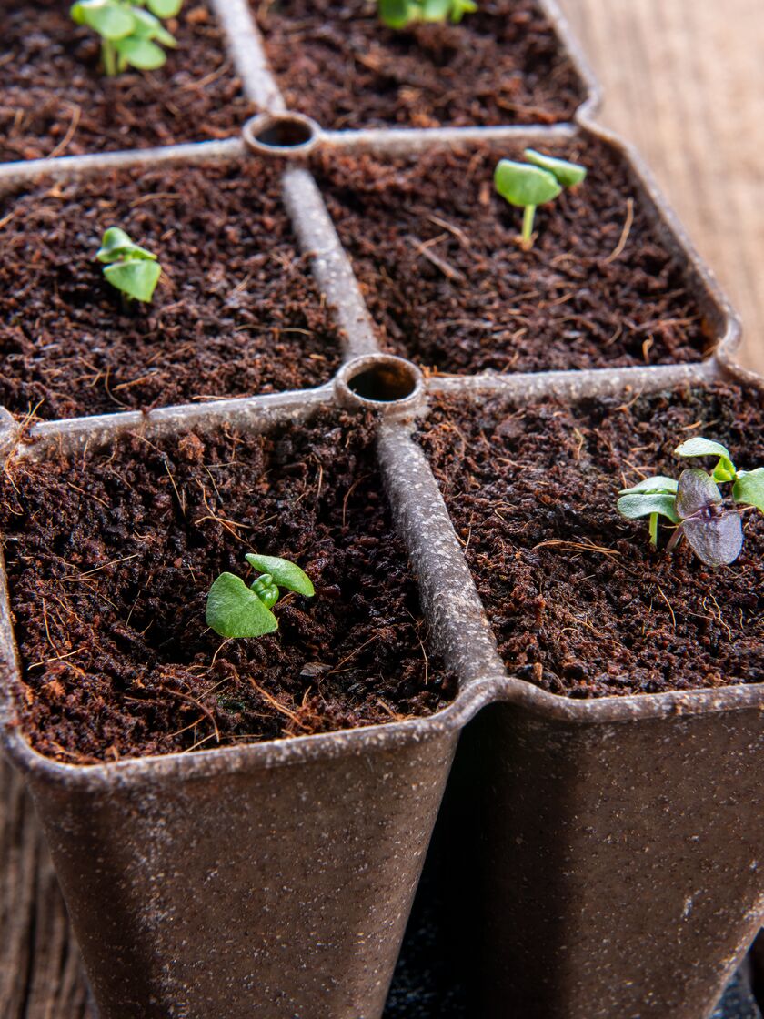 Coco Coir Seed Starting Soil Mix | Gardener's Supply