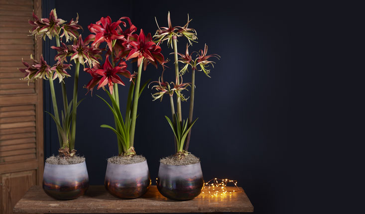 Cybister amaryllis collection on table with decorative twinkle lights next to them
