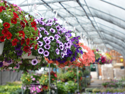 Hanging flower baskets in greenhouse