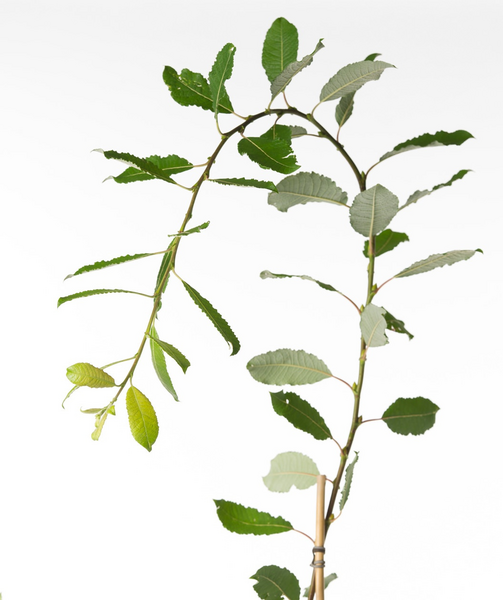 Audubon® Native Pussy Willow Potted