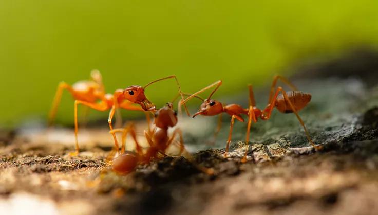 Three Fire Ants