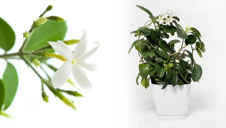 Jasmine Flower up close on the left and a potted Jasmine Plant on the right