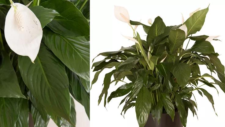 Grow light deals for peace lily