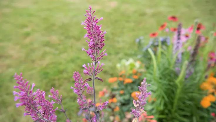 Native Plants