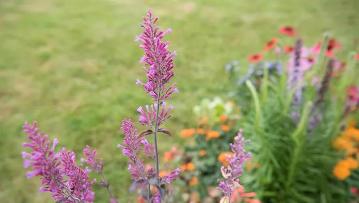 Native Plants