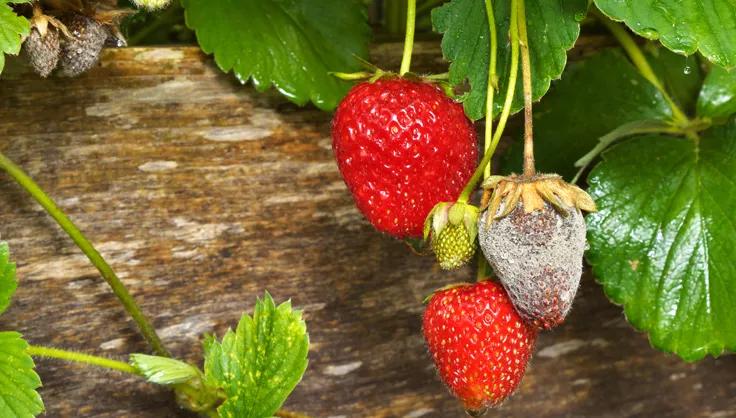 Gray Mold on strawberries