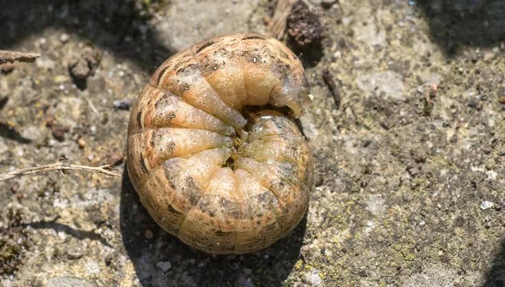 Cutworm curled up on a rock