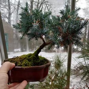 Spruce Bonsai in a pot