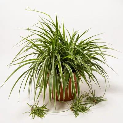 Spider Plant