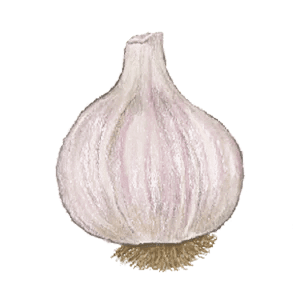 Porcelain Northern Hardy Garlic Illustration