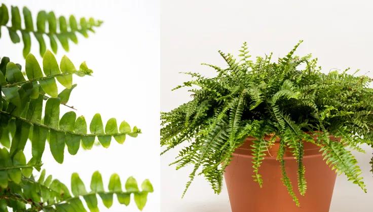 Boston fern close up of leaves and a fern potted in a terra cotta pot