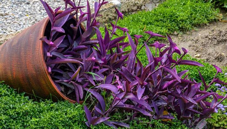 Tradescantia Pallida planted in a terracotta pot spilling onto the ground