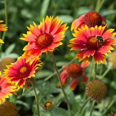 Blanket Flower