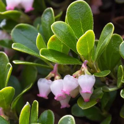 Bearberry