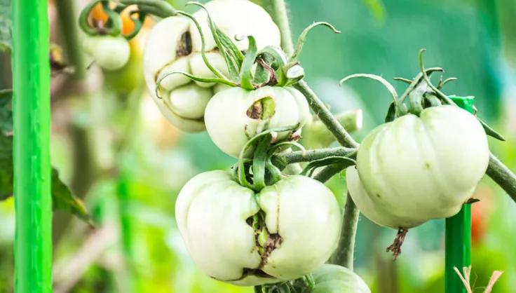 Green tomatoes on vine showing effects of catfacing