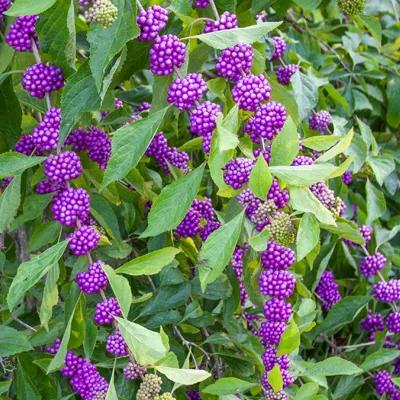 American Beautyberry