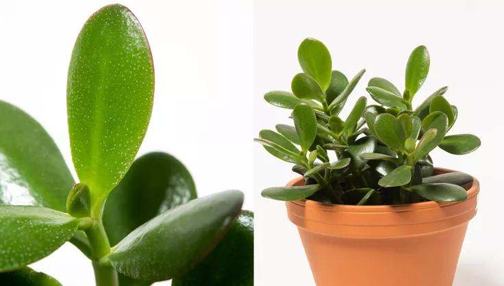 Close up of jade leaf and a jade plant potted in terra cotta pot