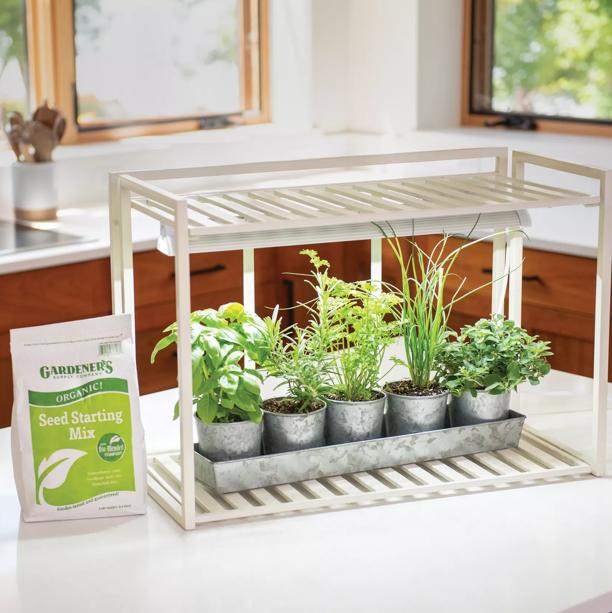 Herbs growing under a grow light