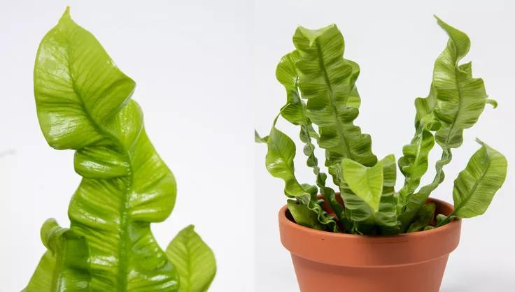 Birds nest fern close up of wavy leaf and a potted plant in terra cotta pot