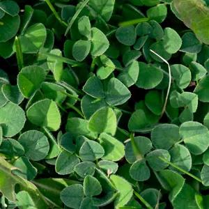 Clover Cover Crop