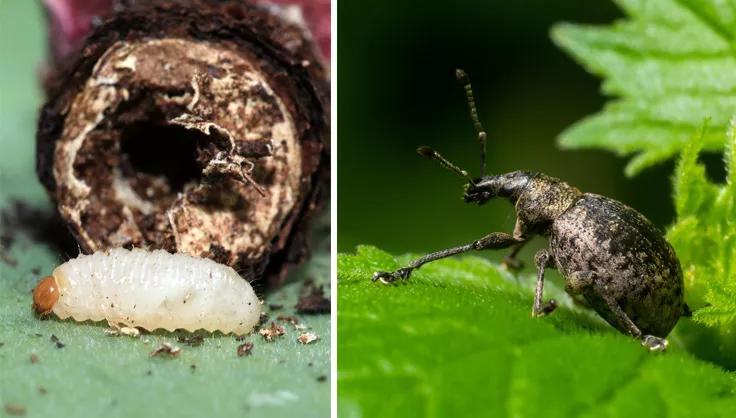 Root weevil larvae and adult root weevil on leaf