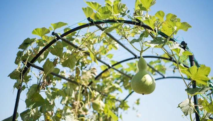 2' x 4' Arch Trellis for Planter Boxes