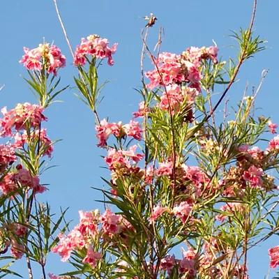 Desert Willow Tree