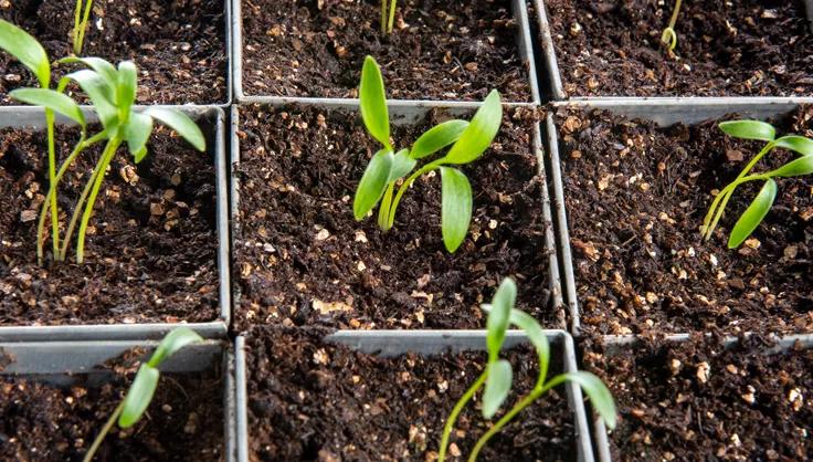 Seeds germinating in galvanized seed starting tray