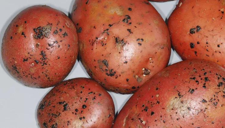 black scurf on red potatoes