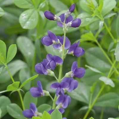 False Indigo