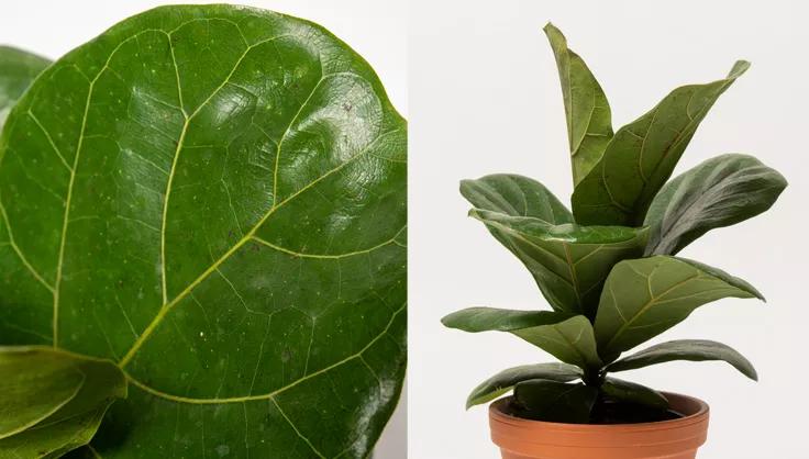 Fiddle Leaf Fig leaf close up and potted in a terra cotta pot