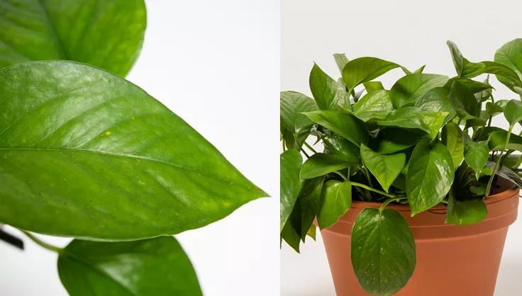 Close up of Pothos leaf and a Pothos plant potted in terra cotta plant
