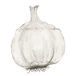 Asiatic Spring Violet Garlic Illustration