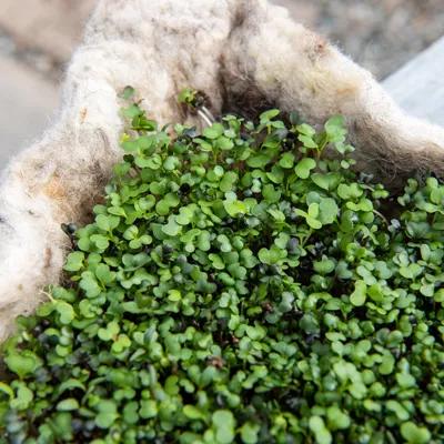 Microgreens growing in wool