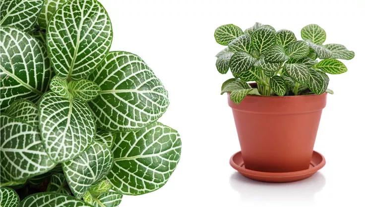 Nerve plant up close of leaves on left and plant potted in terracotta pot