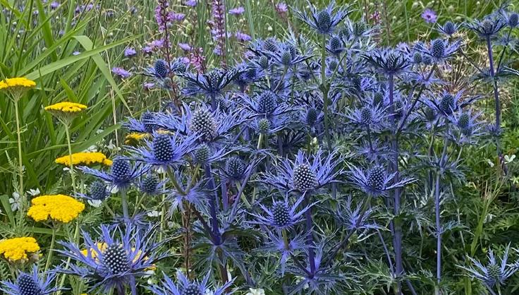 Eryngium Yarrow Plants Growing