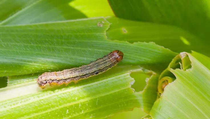 Armyworm on a leaf