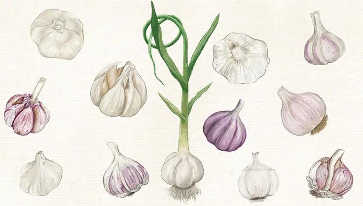  Garlic Varieties