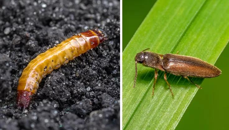 Wireworm as a caterpillar and as a beetle
