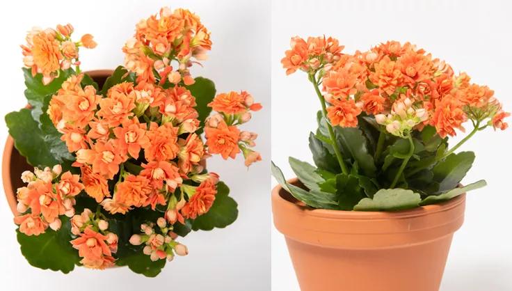 Kalanchoe in a terra cotta pot