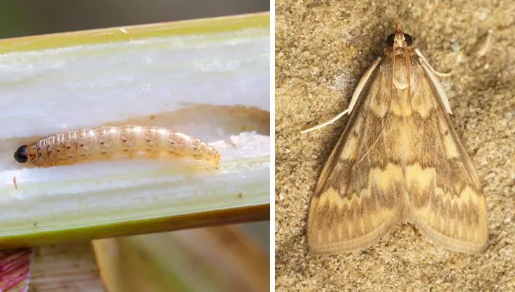 European Corn Borer as a caterpillar and as a moth