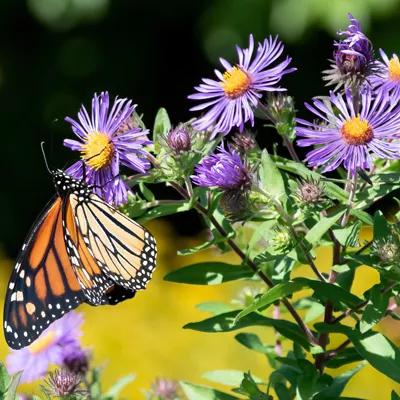 New England Aster 'Symphyotrichum novae-angliae'