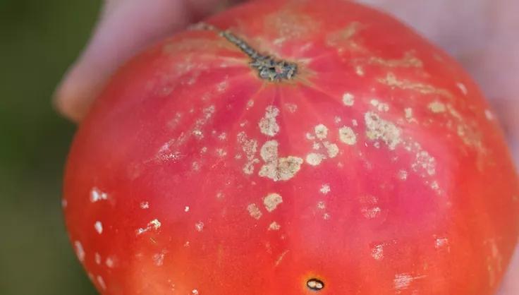 Bacterial Spot on red tomato