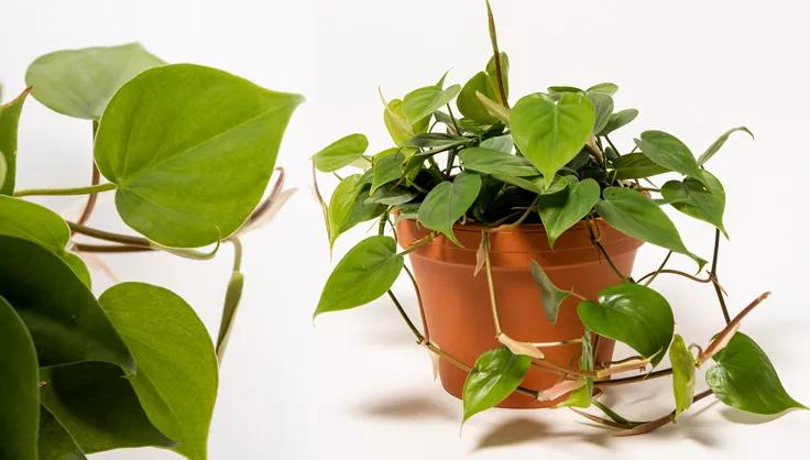 Close up of Philodendron and a Philodendron in a terra cotta pot