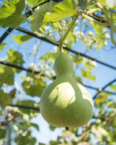 Birdhouse gourd ready for harvesting