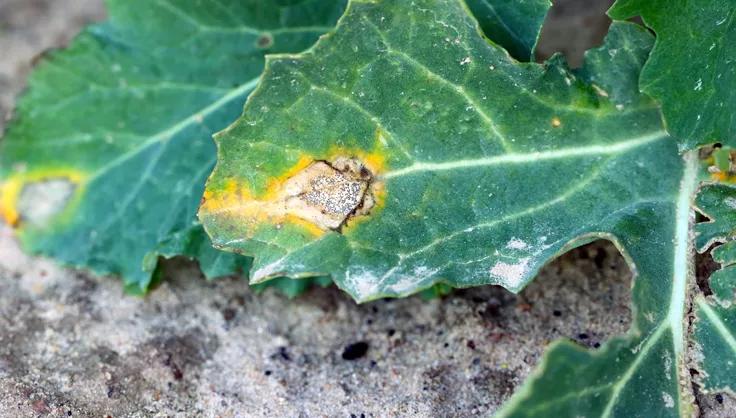 Blackleg on broccoli leaf