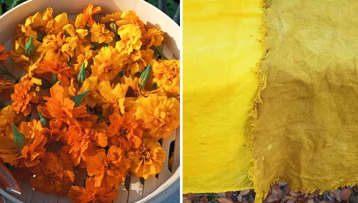  Marigolds collected for dying and fabric dyed with Marigolds